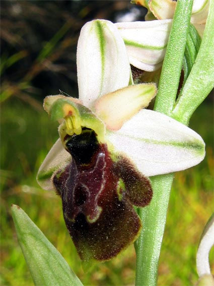 Ophrys exaltata subsp. montis-leonis (ex Ophrys tyrrhena)